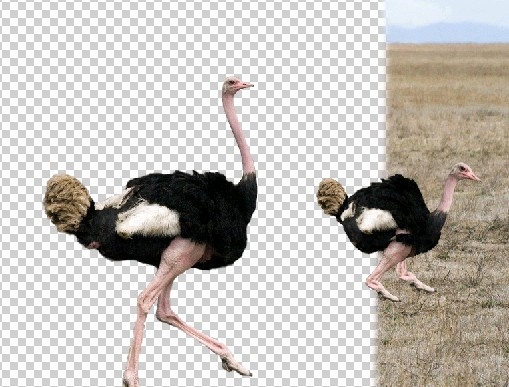 Creation of Compact Ostrich: Step 4